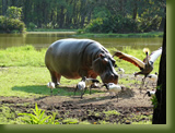 Owen the Hippo, Haller Park, Mombasa, Kenya